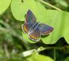 Plebejus argyrognomon
